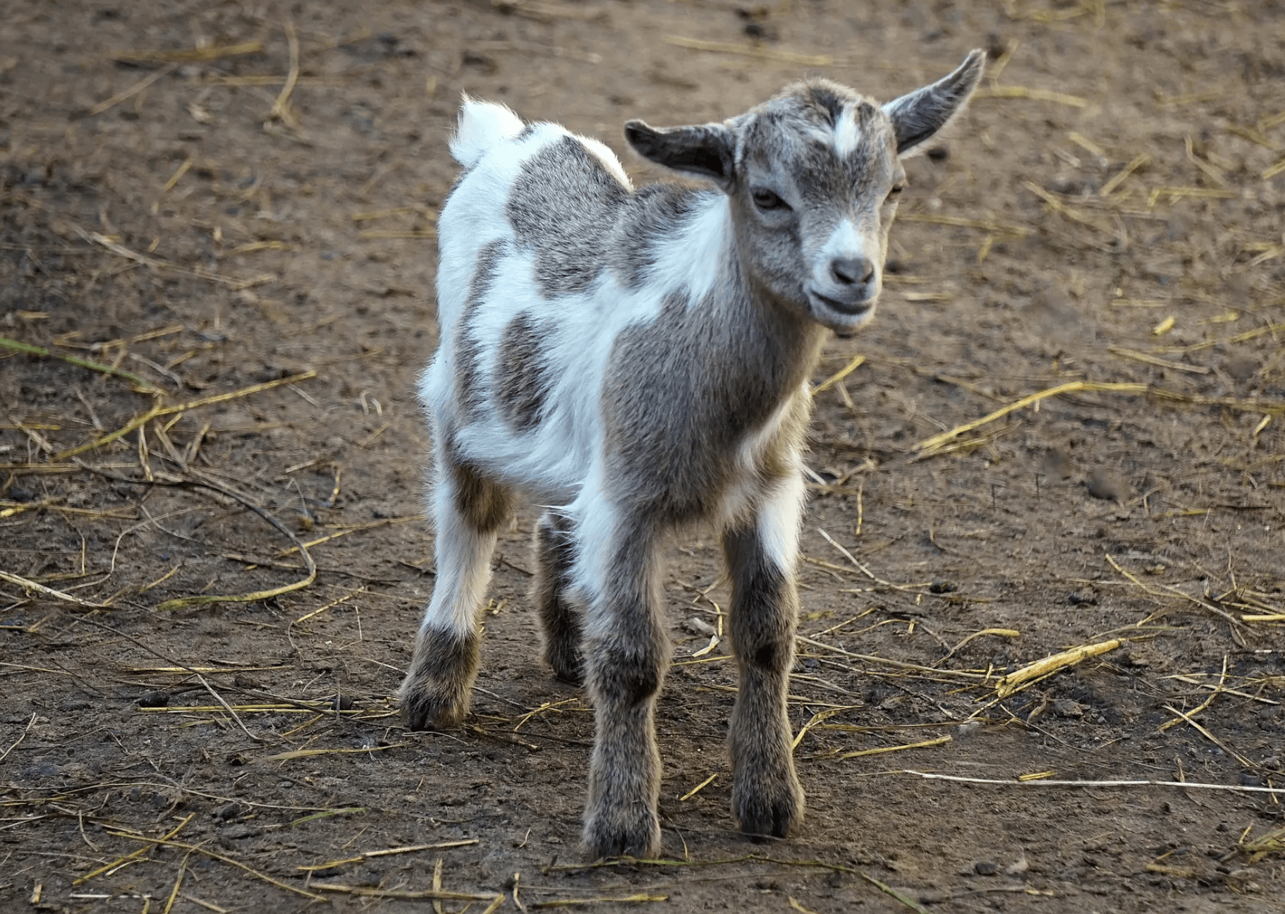 Samedi à la ferme en plein cœur du 18e