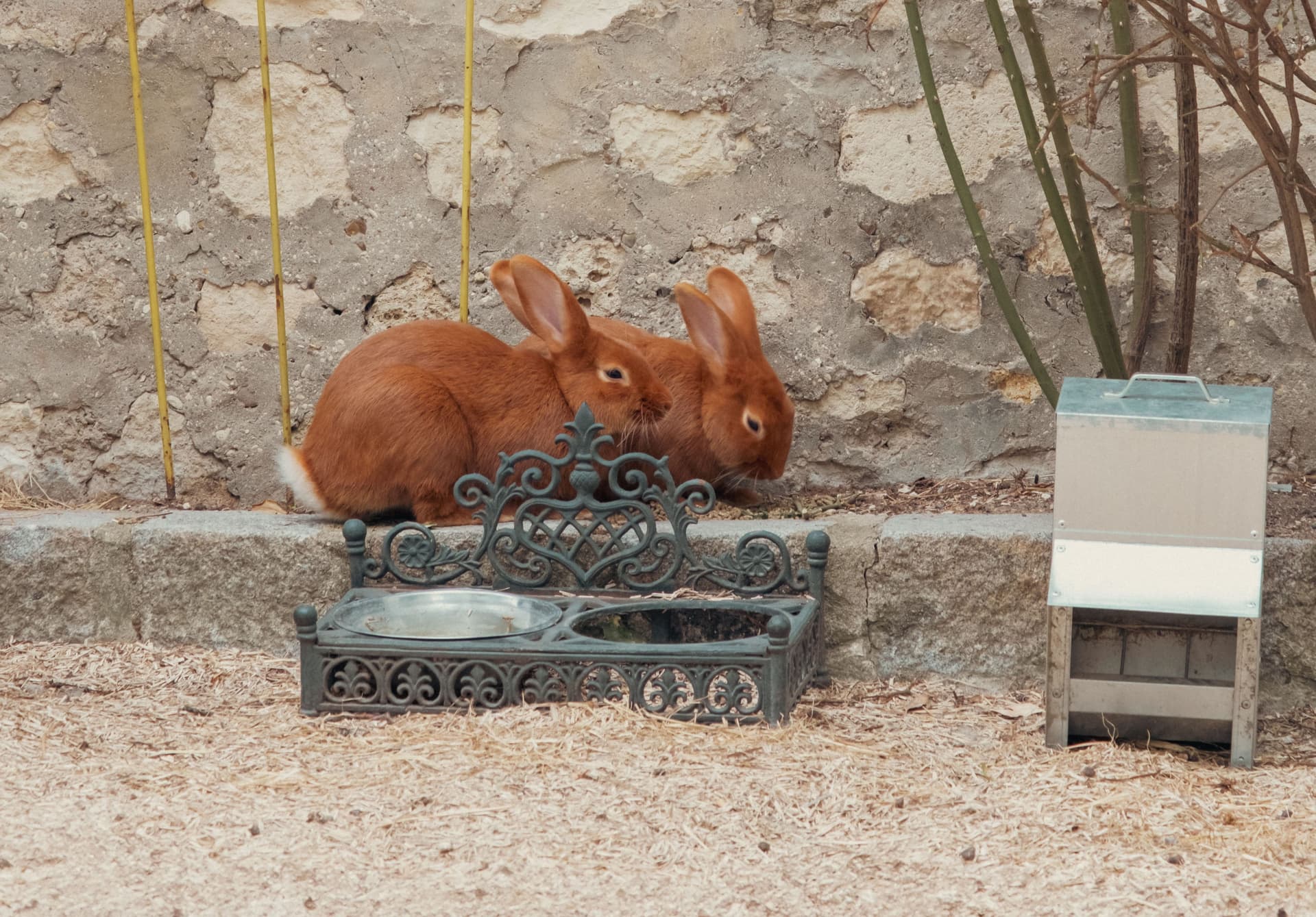 Jardin Junot