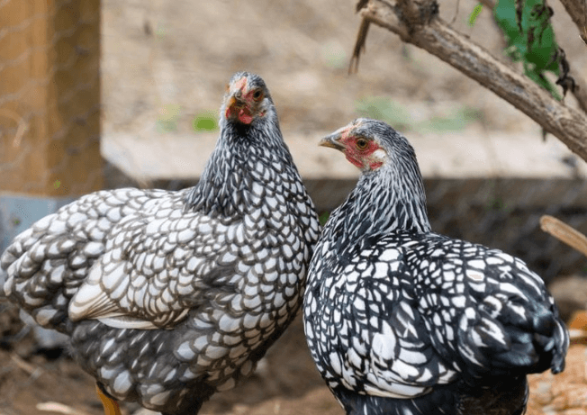 Tous ô potager : une ferme urbaine au cœur du 20e
